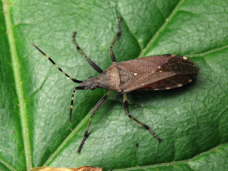 Dicranocephalus agilis (Scopoli, 1763)